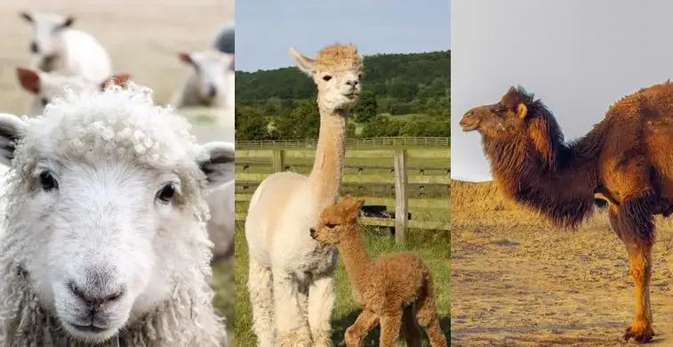 yarns that work with the spit splice